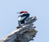 2017 07 03 RedHeadedWoodPecker 029
